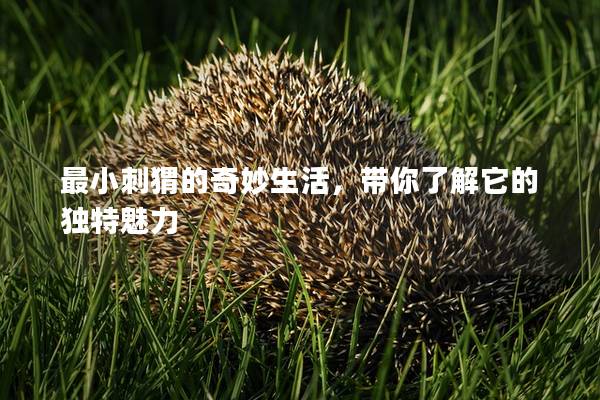 最小刺猬的奇妙生活，帶你了解它的獨特魅力